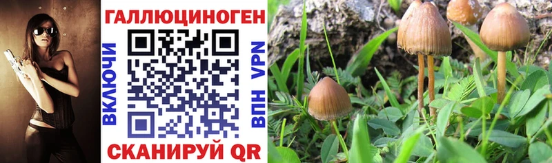 Псилоцибиновые грибы Cubensis  Купить  Шилка 
