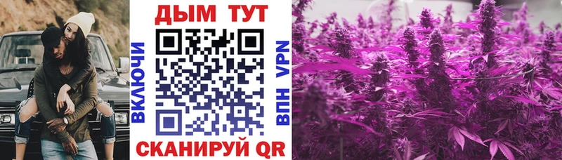 Купить где  Шилка  Канабис марихуана 
